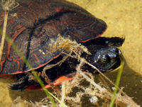 Image of: Pseudemys rubriventris (American red-bellied turtle)