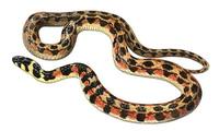 Image of: Rhabdophis tigrinus