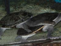 Chelodina siebenrocki