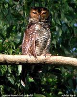 Spotted Wood Owl - Strix seloputo