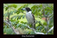 Grey Butcherbird