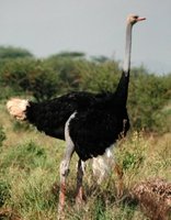 Ostrich - Struthio camelus