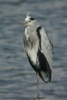 Gray Heron - Ardea cinerea