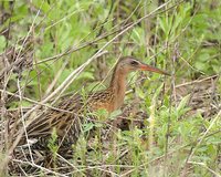 King Rail - Rallus elegans