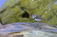 Three-banded Plover - Charadrius tricollaris