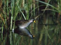 Sora (Porzana carolina) photo