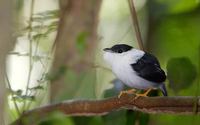 White-bearded Manakin (Manacus manacus) photo