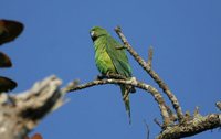 Mauritius Parakeet - Psittacula echo