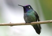 Violet-headed Hummingbird - Klais guimeti