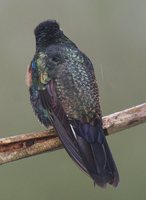 Velvet-purple Coronet - Boissonneaua jardini