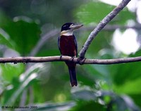 Rufous-bellied Kookaburra - Dacelo gaudichaud