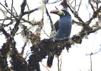 Gray-breasted Mountain-Toucan - Andigena hypoglauca