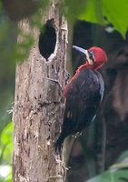 Crimson-bellied Woodpecker - Campephilus haematogaster