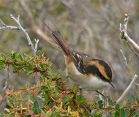 Thorn-tailed Rayadito - Aphrastura spinicauda