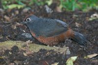 Black-throated Huet-Huet - Pteroptochos tarnii
