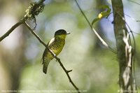 Shrike-like Cotinga - Laniisoma elegans