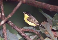 Common Tody-Flycatcher - Todirostrum cinereum