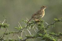 African Pipit - Anthus cinnamomeus