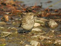 Water Pipit - Anthus spinoletta