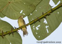 Hairy-backed Bulbul - Tricholestes criniger