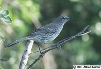 Bahama Mockingbird - Mimus gundlachii