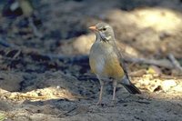 Kurrichane Thrush - Turdus libonyanus