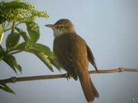 Great Reed-Warbler - Acrocephalus arundinaceus