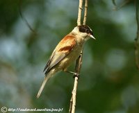 White-crowned Penduline-Tit - Remiz coronatus