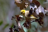 White-plumed Honeyeater - Lichenostomus penicillatus