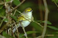 White-eyed Vireo - Vireo griseus