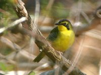 Kentucky Warbler - Oporornis formosus