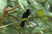 Flame-rumped Tanager - Ramphocelus flammigerus