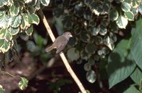 Black-faced Grassquit - Tiaris bicolor