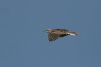 Eastern Meadowlark - Sturnella magna