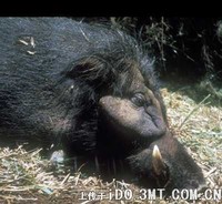 ...来也是 bush pig) - 大林猪 Hylochoerus meinertzhageni, Giant forest hog  产地：非洲