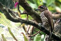 White-barred  piculet   -   Picumnus  cirratus   -   Picchiolo  barrebianche