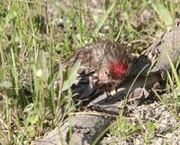 Common Redpoll Foraging