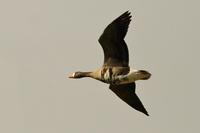 Greater White-fronted Goose