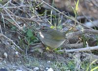 Olive Sparrow