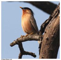 ...Sturnus pagodarum is also called Blackheaded Myna,a species common in areas around the state. He