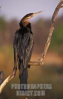 African darter , Anhinga rufa , Kafue National Park , Zambia stock photo