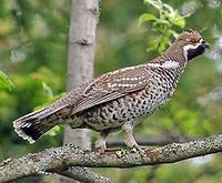 ...the delightful Hazel Grouse (Pete Morris)