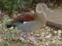 RINGED TEAL