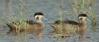 Hottentot Teal p.40