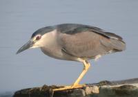 Black-Crowned Night Heron Nycticorax nycticorax 해오라기