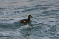 검둥오리사촌(Melanitta fusca)  (White-winged Scoter)