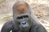 gorilla silverback