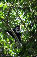 Black and White Colobus Monkey (Colobus guereza)