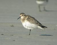 Bécasseau            de Baird (Calidris bairdii)