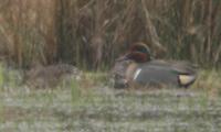 Sarcelle à ailes vertes       mâle (Anas carolinensis)